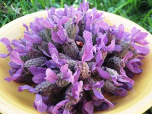 lavender oil benefits