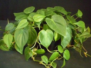 philodendron hederaceum (own)