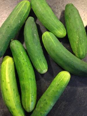cucumbers1