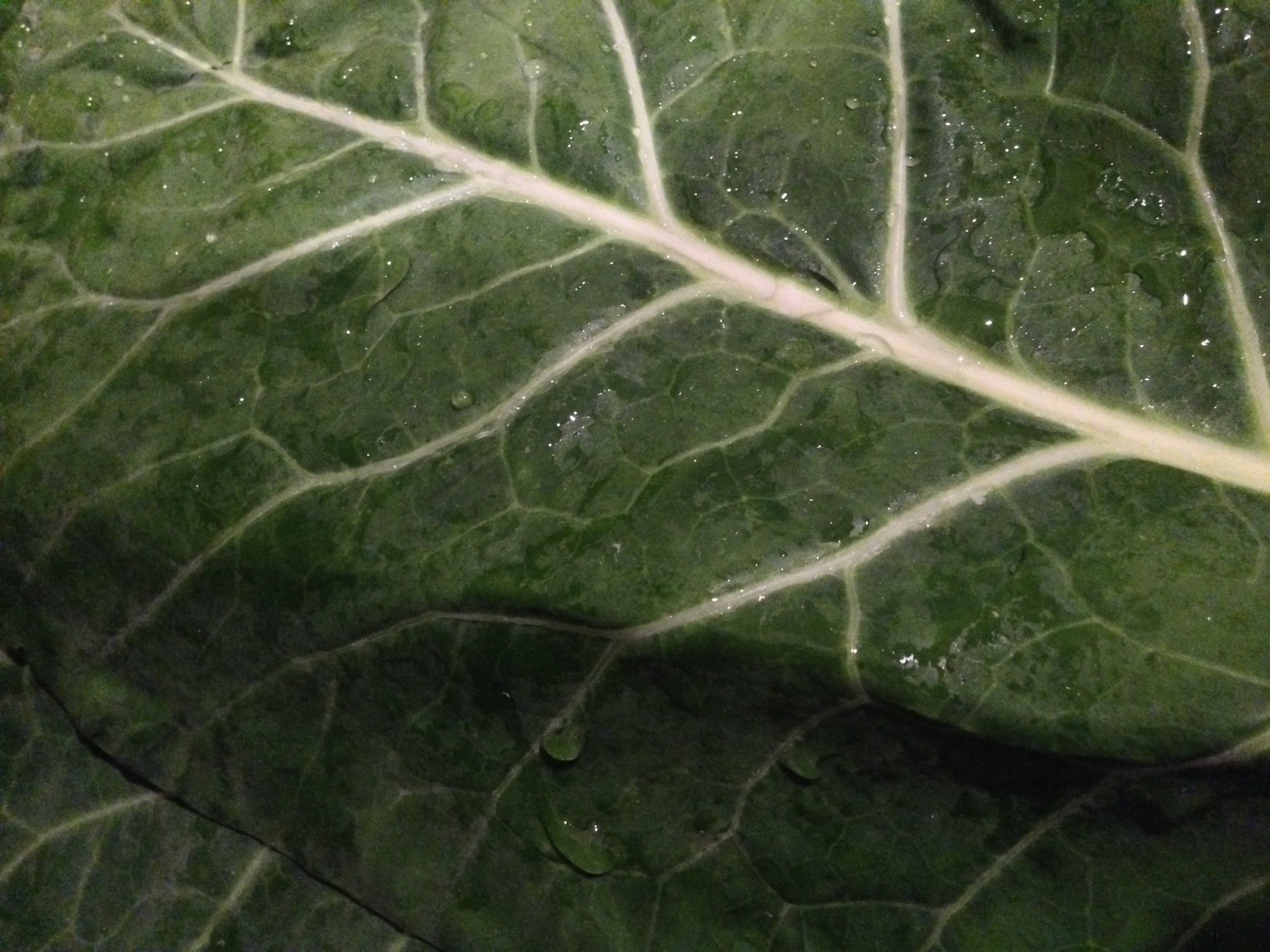 6-reasons-to-eat-collard-greens