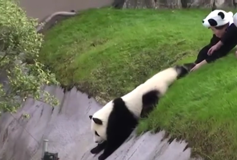 This Panda Will Remind You Of A Night Out With Your Drunk Friend.